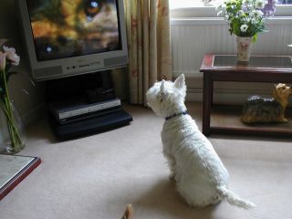 What Dogs Prefer to Watch on Television