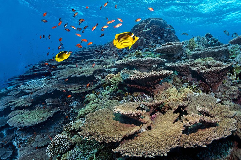 Can foreign coral save a dying reef? Radical idea sparks debate