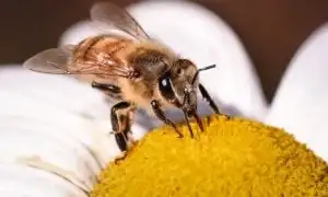 Bee on Flower