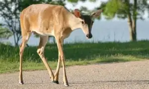 trepidatious deer