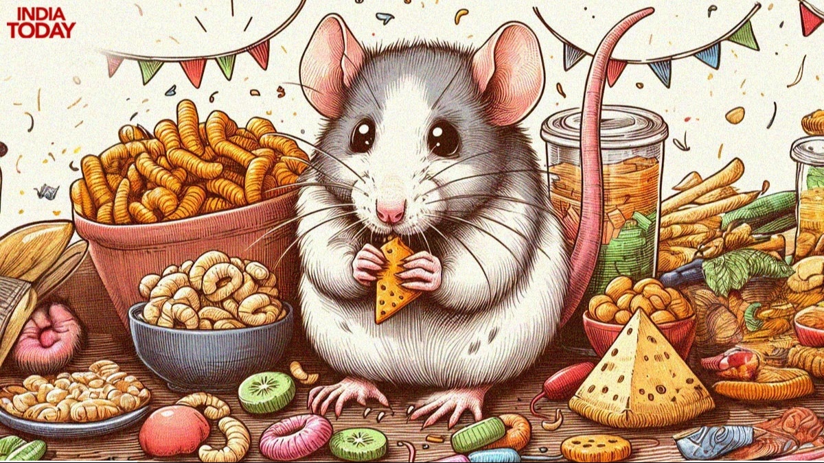 Rats are teaching us how to snack, but is rat snacking a healthy trend?