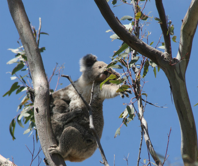 Sick or injured animals