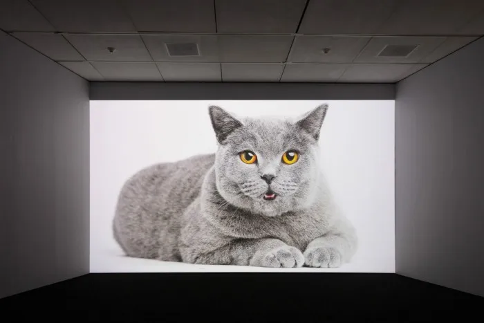 Video installation showing grey cat