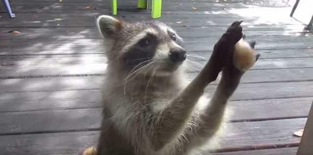 Rascally raccoons? K-State wildlife expert shares tips for controlling nuisance animal