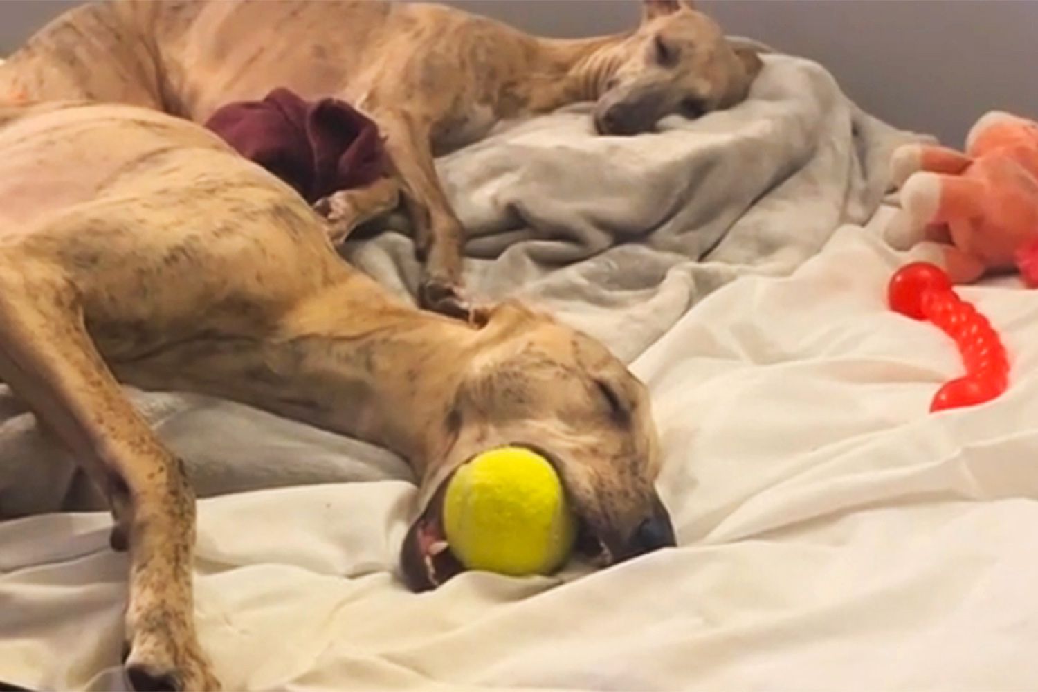 Pet Dog Adorably Cradles a Tennis Ball in His Mouth While Sleeping: Watch