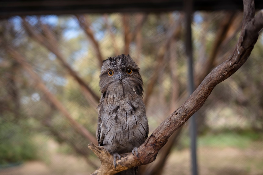 From clipped wings to bullet wounds and illegal pet-keeping, rescuers reveal record animal harm