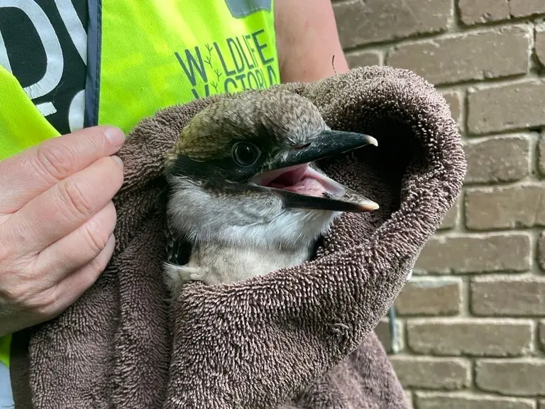 a kookaburra after being saved