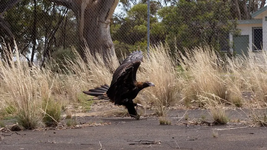 A wedge-tailed eagle tries to fly in an abandoned tennis court.