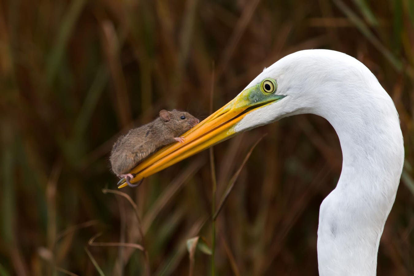 Funny, Cute, Amazing Wildlife: 30 Winners Of The Nature Photography Contest