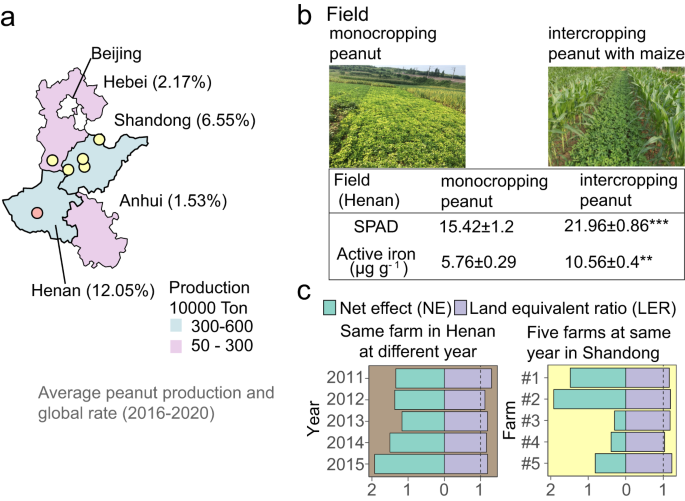 Microbiome convergence enables siderophore-secreting-rhizobacteria to improve iron nutrition and yield of peanut intercropped with maize