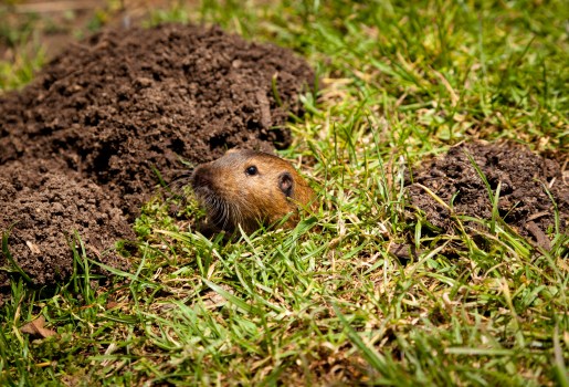 What animal is making small holes in an Atherton garden?