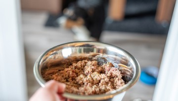 Tailored Nutrition: Diets Limiting Ingredients, Not Allergens, Found to Improve Canine Gastrointestinal Issues