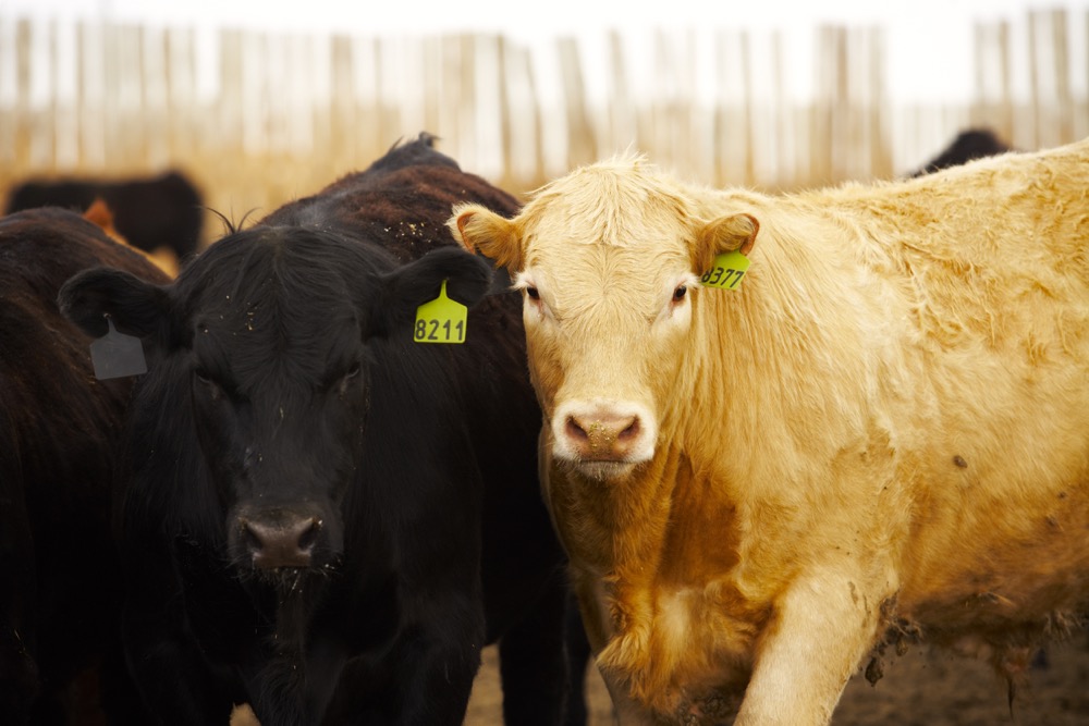 Canada Beef highlights beef nutrition with new resource