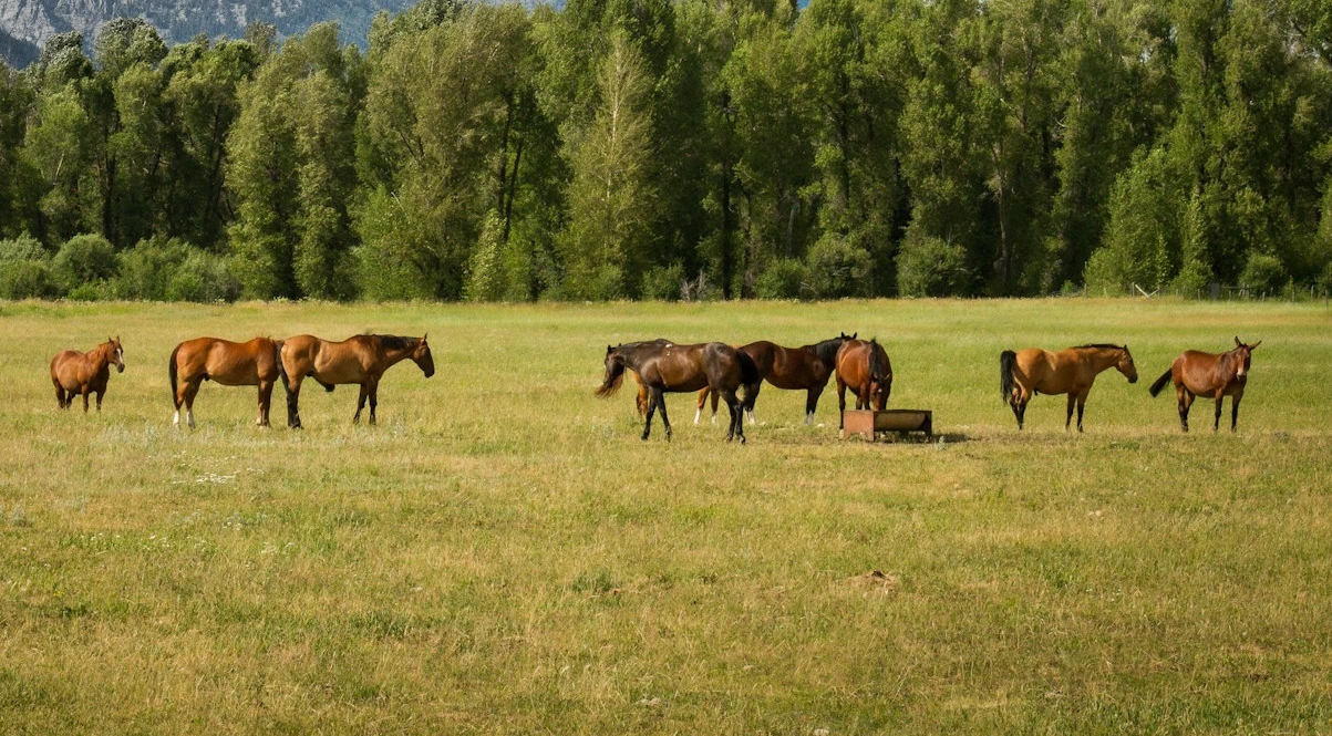 UGA Horse Owner’s Webinar Series: Applied Equine Nutrition