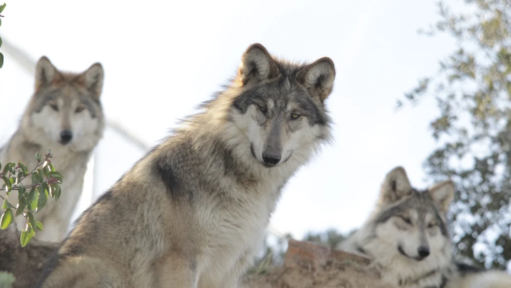 A white and grey wolf with piercing eyes stares at the camera while two other wolves sit in the background at the California Wolf Center in Julian in San Diego's mountains.