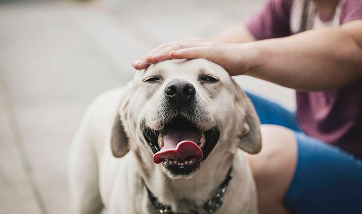 ‘I’m a vet and these are the things you should consider while feeding dog’