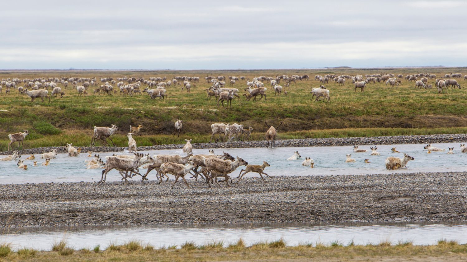 Discover the Largest National Wildlife Refuge in the United States