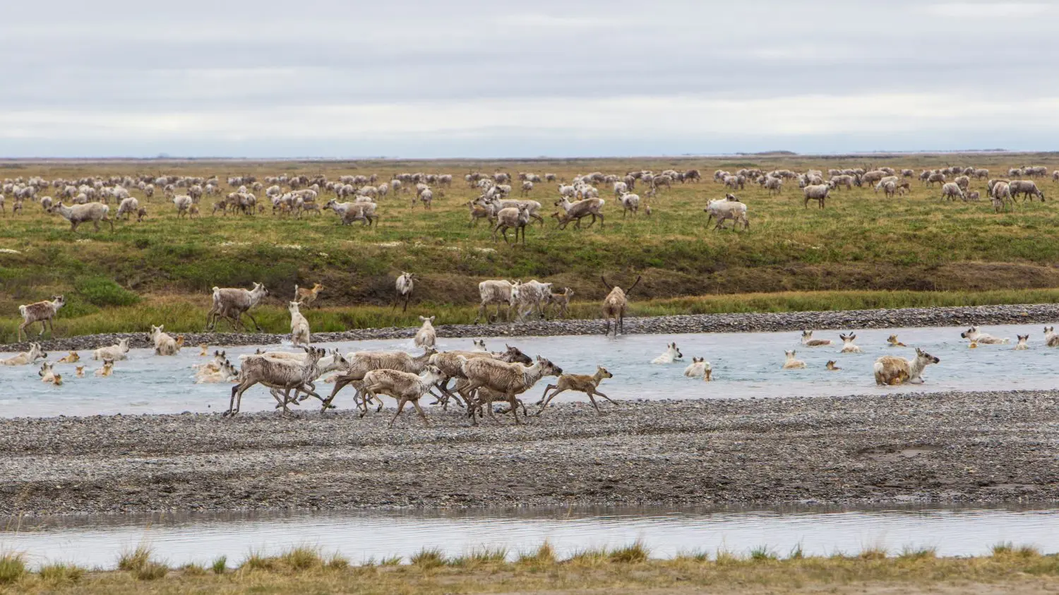 USA, Alaska. Caribou of the Porcupine Herd on the North Slope crossing the Sag River near Prudhoe Bay.