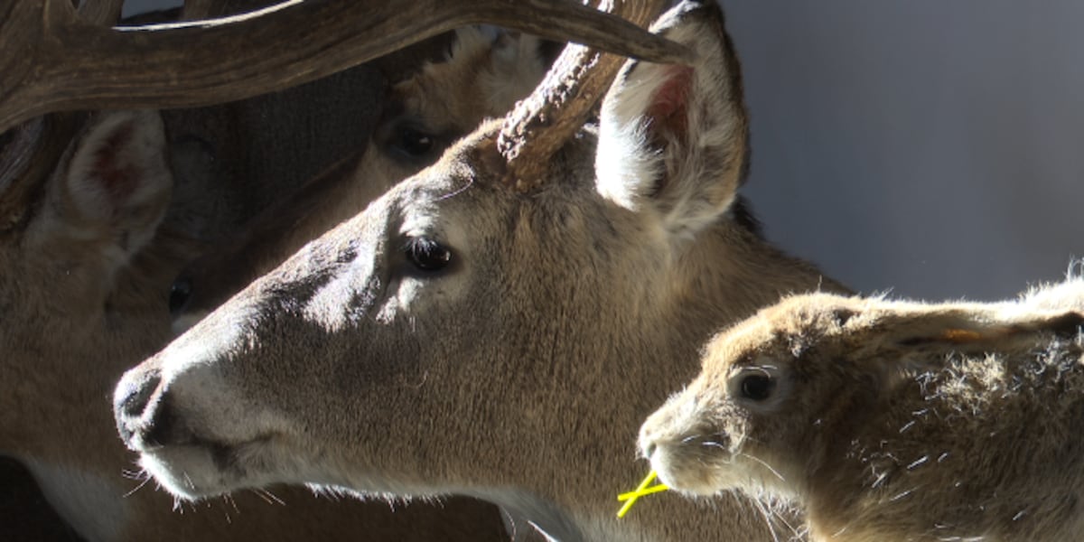 Lifted carcass transportation restrictions help taxidermist