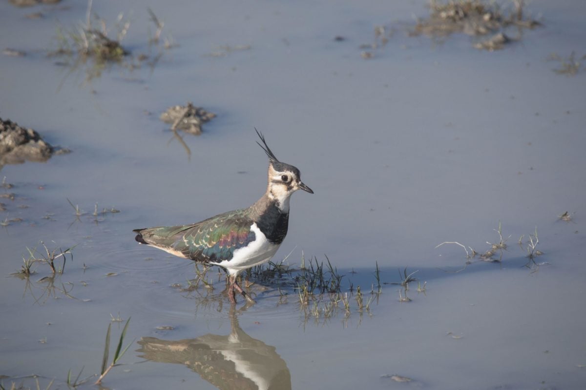 Environmental DNA could unlock biodiversity conservation in the Himalayas