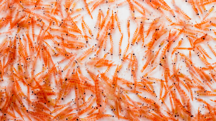 Kilyos Nutrition adds Aker BioMarine krill oil to Brazilian portfolio