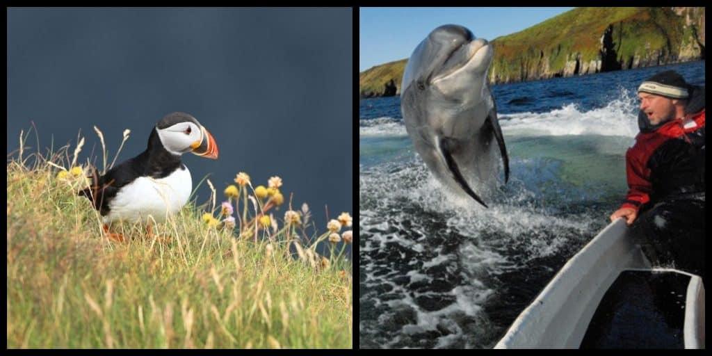 5 BEST natural wildlife hotspots to visit in Ireland in 2024