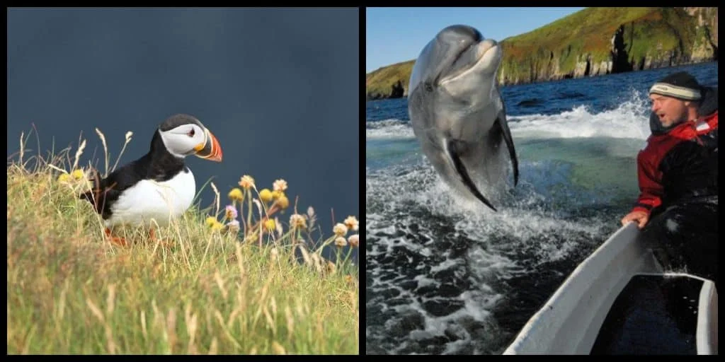 Here are the top 5 natural wildlife hotspots you must visit in Ireland