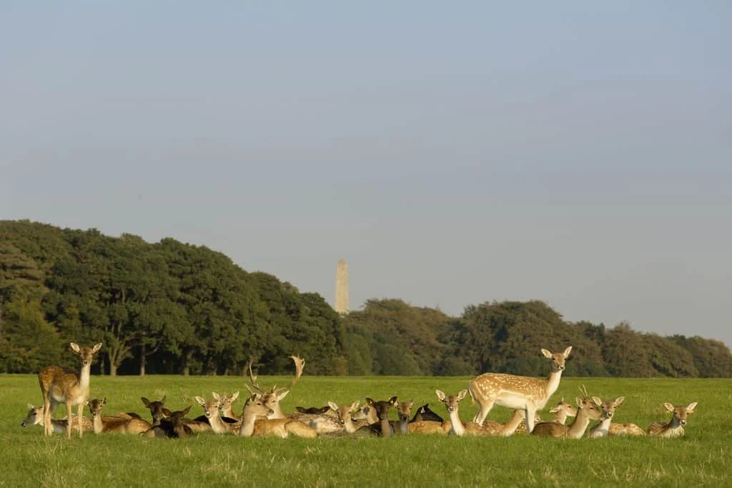 Phoenix Park is one of the top 5 natural wildlife hotspots you must visit in Ireland