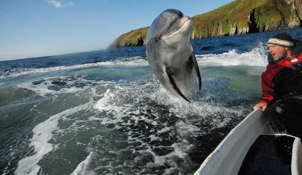 Dingle is one of the top 5 natural wildlife hotspots you must visit in Ireland