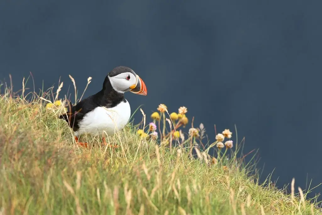 Rathlin Island is home to puffins and other seabirds