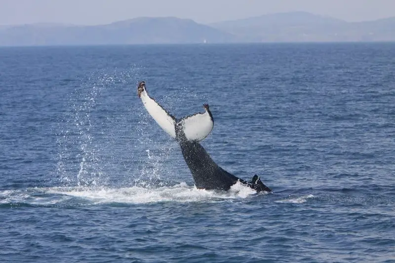 The Wild Atlantic Way is home to incredible sea life, including whales