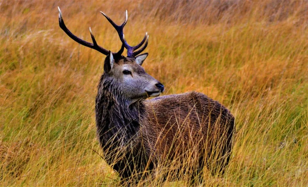 Glenveagh National Park is one of the top 5 natural wildlife hotspots you must visit in Ireland