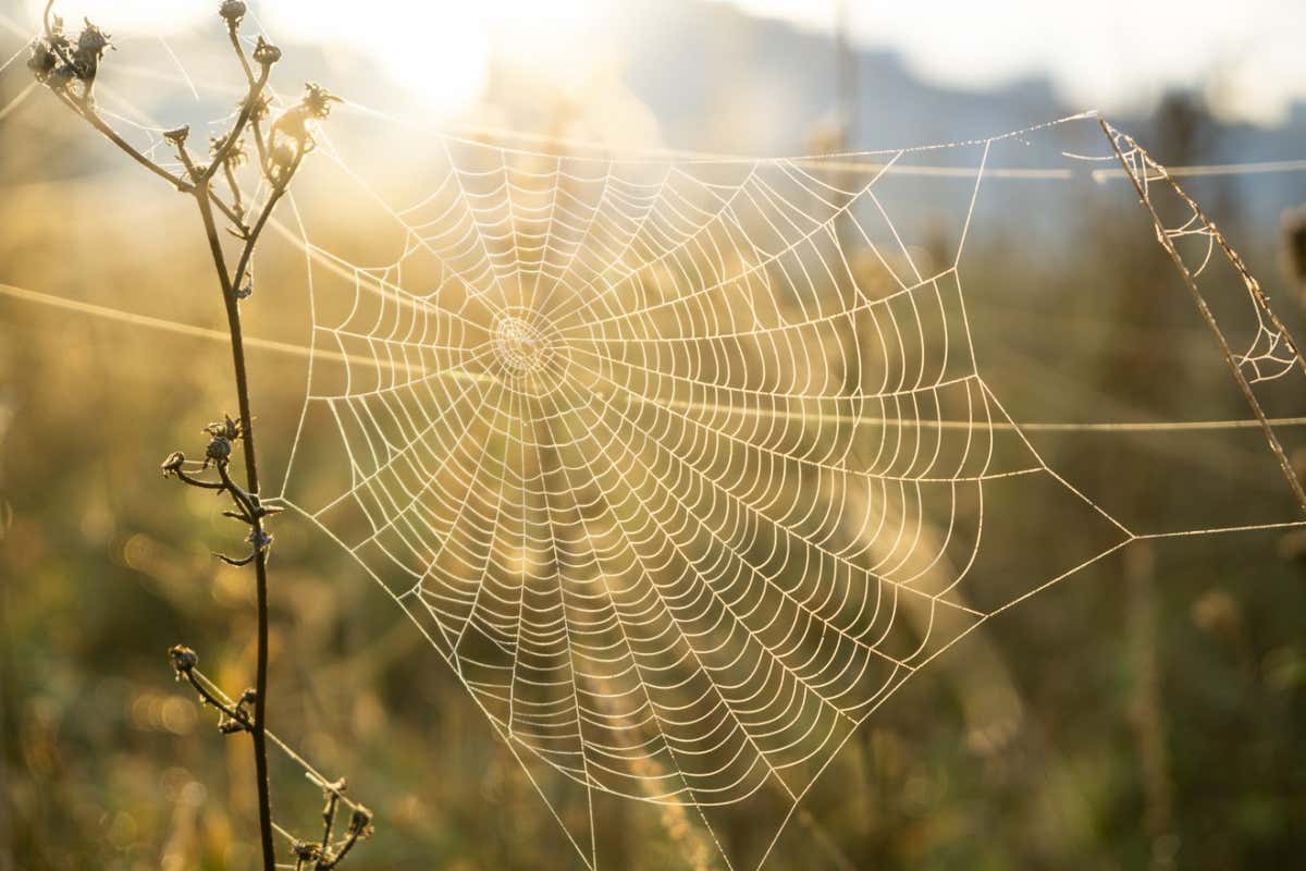 Spider webs collect DNA that reveals the species living nearby