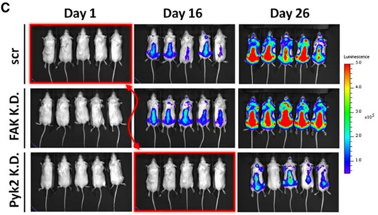 A scientific figure with 9 panels, each showing photographs of five mice. Two of the panels are outlined in red and connected with a red arrow.