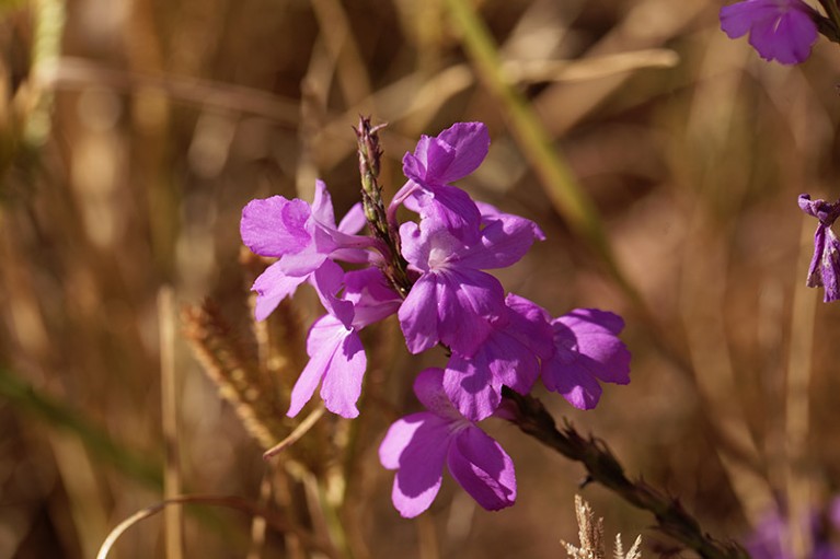 CRISPR-edited crops break new ground in Africa