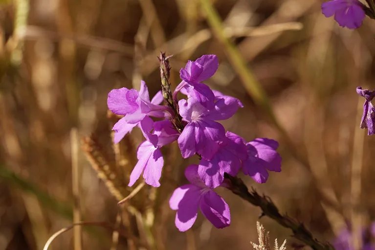 Close up of the purple flowers of giant witchweed.