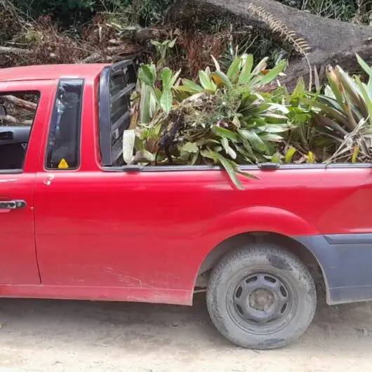 Prefeitura de Caraguatatuba realiza realocação de bromélias do Recanto Vanja para Parque Juqueriquerê