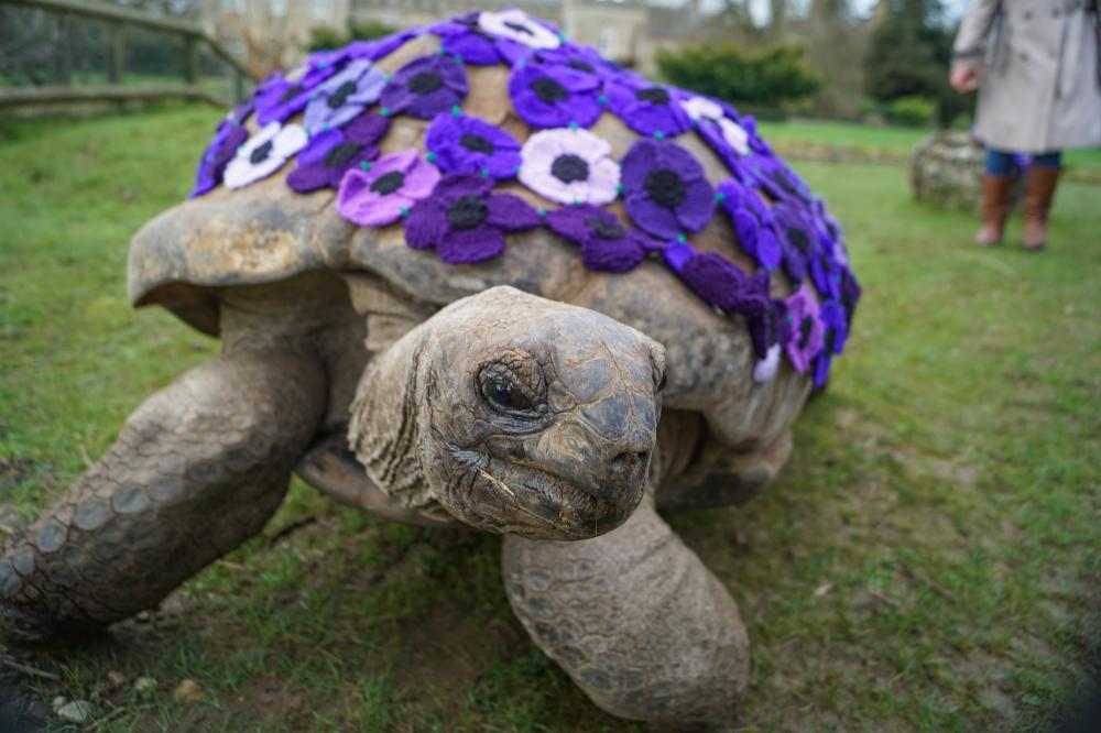 Cotswold Wildlife Park Celebrates International War Animal Day