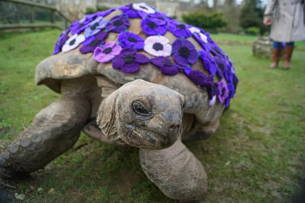 88-year old tortoise George with his knitted poppy blanket