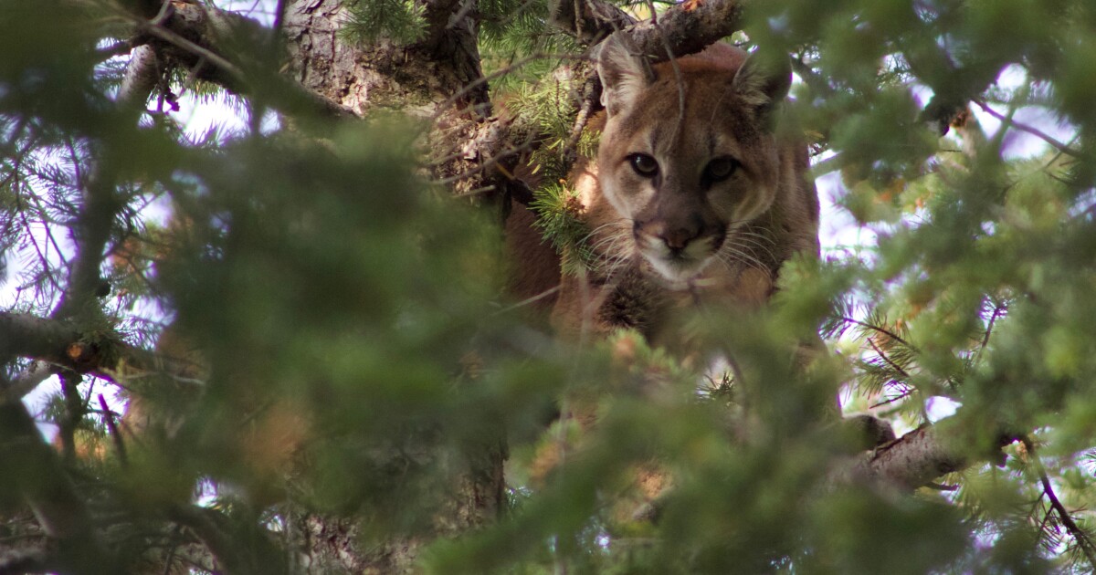 Wildlife in your backyard? Don’t feed animals and have patience