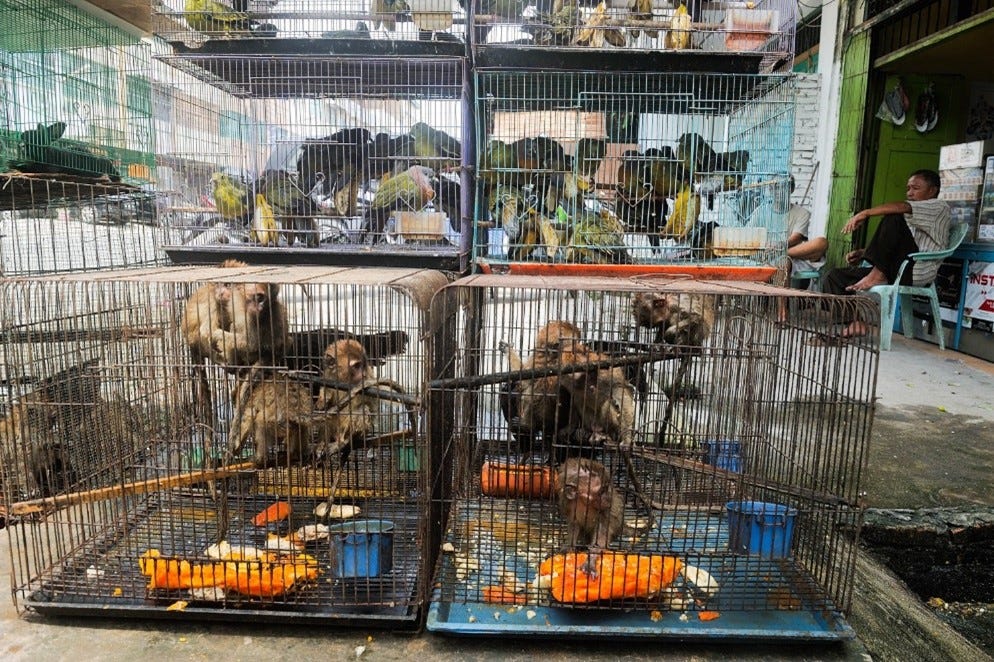 Indonesia’s Problems With Illegal Wildlife Poaching