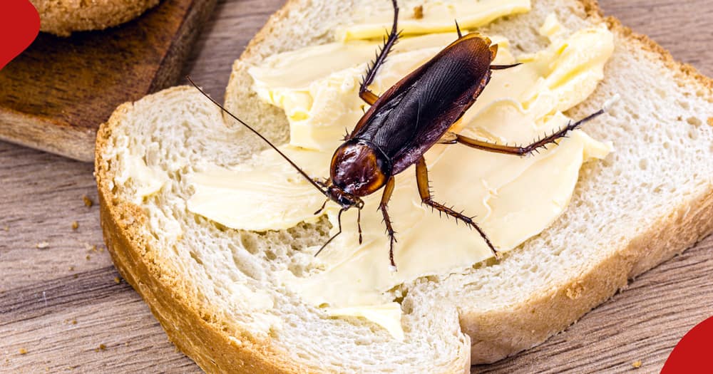 Wildlife Park Allows People to Name Cockroaches after Exes, Feed Them to Animals