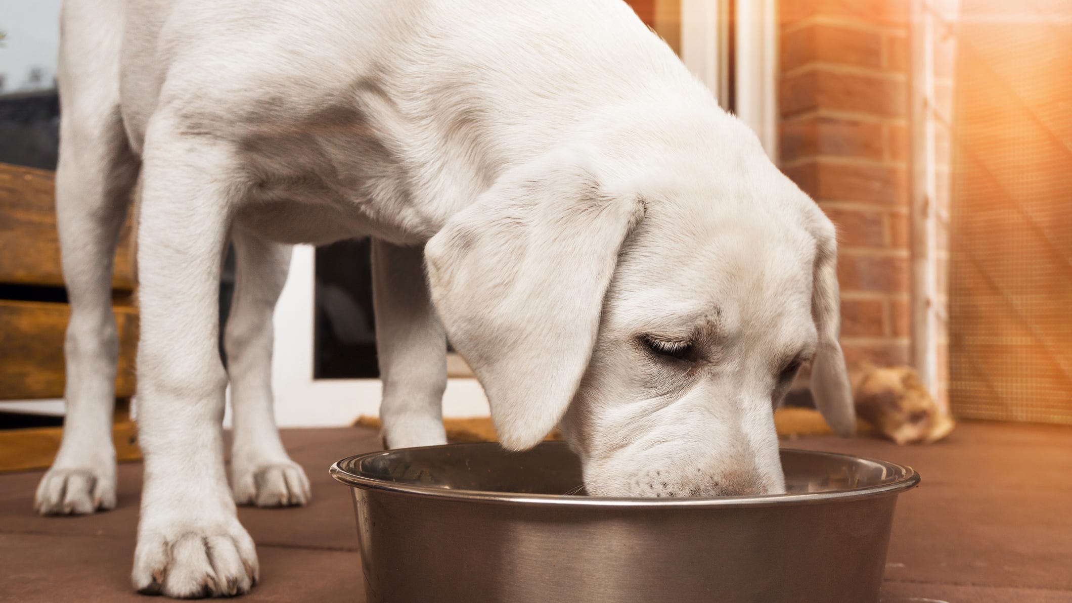 Oatmeal is a delicious breakfast option for humans. But is it healthy for dogs to eat?