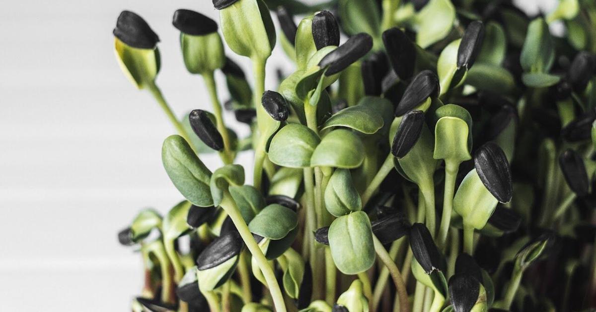 EXTENSION NEWS: Small and mighty microgreens: Packed nutrition in every bite