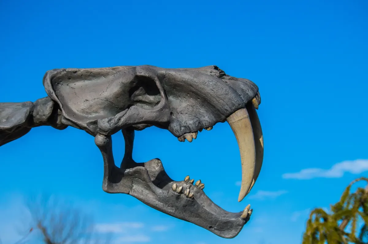 Smilodon skull