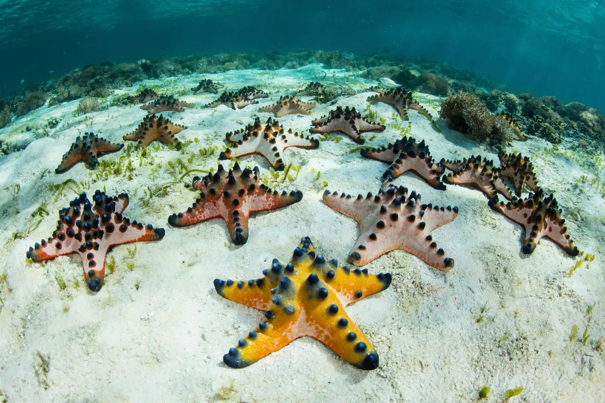 10 animals named after food: chocolate chip sea star anyone?