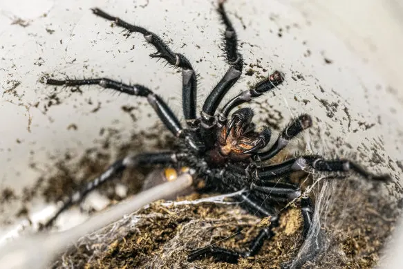 Milking funnel-web spiders is a bit of a delicate process that is very time-consuming.