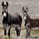 Wild donkeys in Nevada