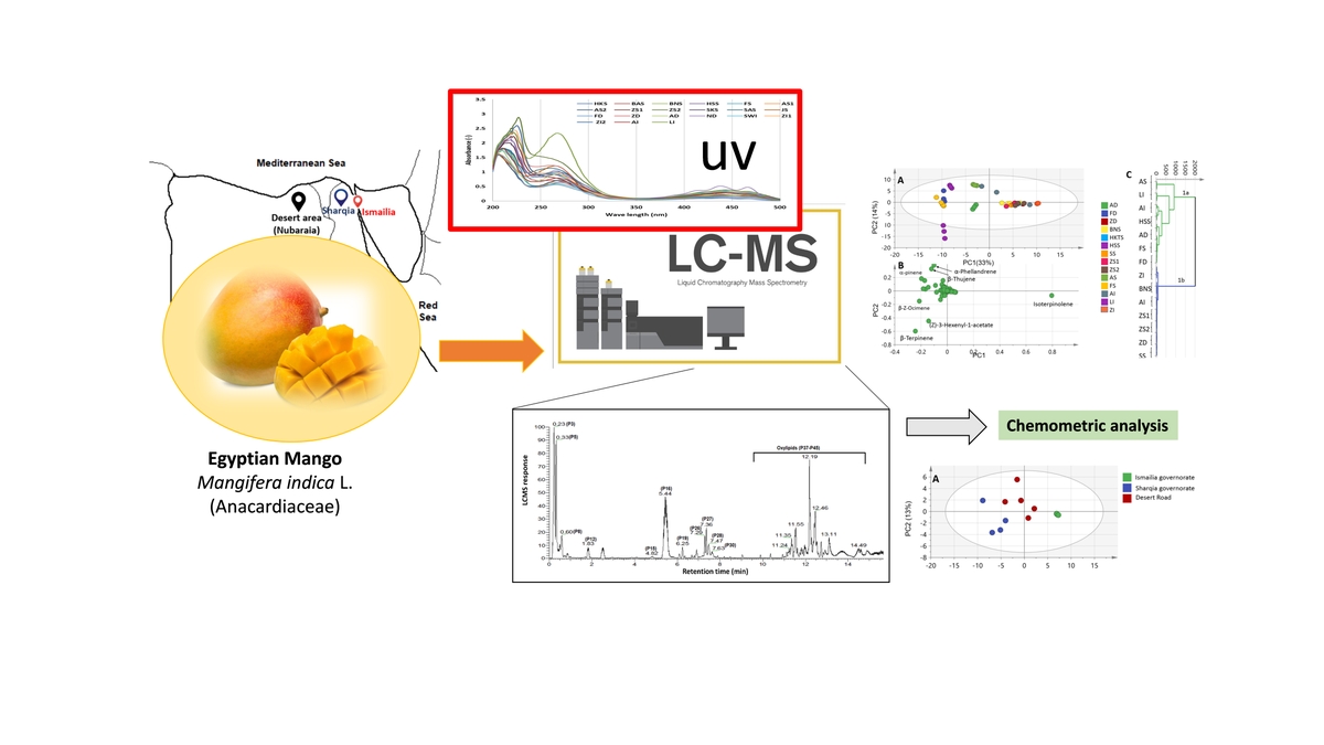 Exploring the Metabolome Heterogeneity in Mango Kernels: A Comparative Study across Different Cultivars in Egypt