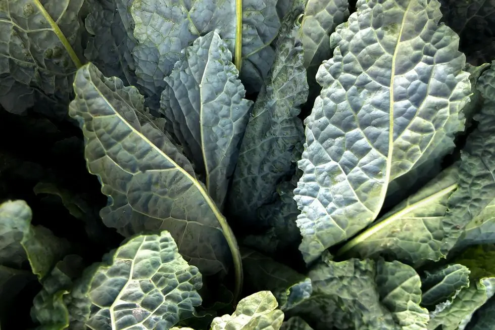 fresh collard greens